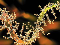 生物创客主题讲座：转基因作物是怎样“种”出来的
