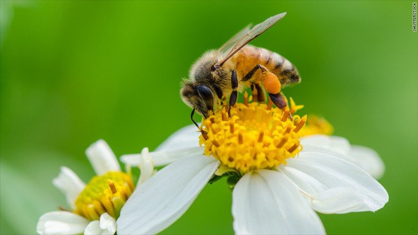 plan bee 3
