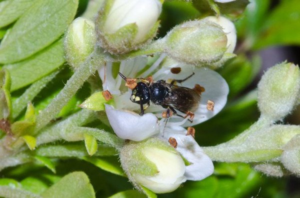 yellow-faced-bee-hawaii-xerces.jpg.653x0_q80_crop-smart